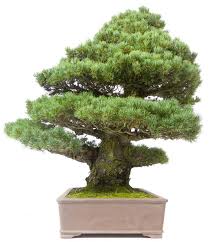 Haben sie ihr passwort vergessen? Bildergebnis Fur Bonsai Nadelbaum Kaufen Bonsai Pflanzen Garten