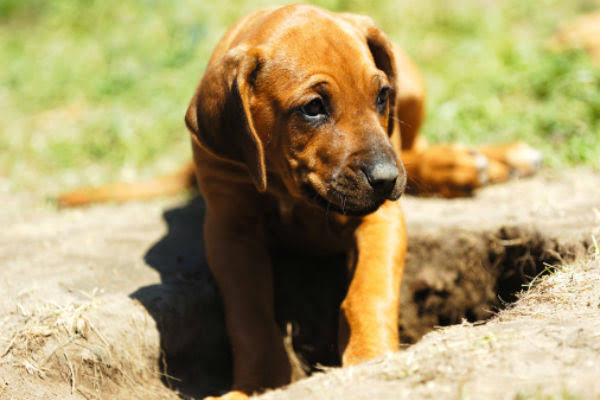 Why Do Dogs Dig?
