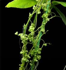 Image result for Cuscuta australis