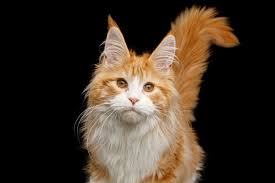 Neutering is a surgical procedure done to male cats to prevent unwanted pregnancies in female cats. Help My Neutered Cat Is Spraying Two Crazy Cat Ladies