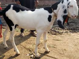 كفتة لحم جمل محلي ٤ حبة. Bakra Online Buy Bakra Online Qurbani Sharing Cow Dumba Goat Camel Online Sale For Sacrifice Eid Qurbani 2020 In Lahore Pakistan Uk Usa Canada