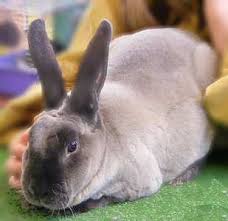 It was previously used to create the black rex rabbit. Rex Rabbits