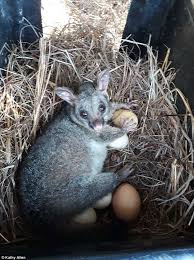 4 Chickens Lay Eggs On Top Of A Sleeping Possum In Northern Territory Egg Laying Chickens Possum Northern Territory