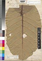 Image result for Tabernaemontana brachyantha