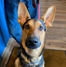 Maybe you would like to learn more about one of these? Secondhand Mutts Cage Free Friendly Dog Adoption Center