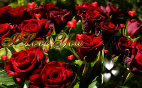 Check spelling or type a new query. Real Fact Wallpapers And Pictures Love Rose Wallpaper Free Download