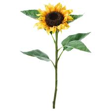 (the tallest sunflower on record measured in at 30 feet and 1 inch tall!) dwarf sunflower types only grow to be about 3 feet tall and are perfect for small spaces such as garden boxes and planters. Smycka Artificial Flower Sunflower Yellow 51 Cm Ikea
