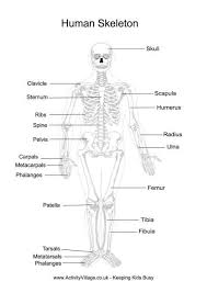 Free Human Anatomy Printables Homeschool Giveaways Human Body Printables Human Skeleton Anatomy Human Skeleton For Kids