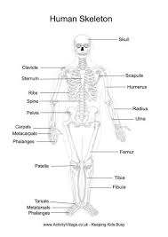 The skeletal system anatomical chart poster print. Free Human Anatomy Printables Human Body Printables Human Skeleton Anatomy Human Skeleton For Kids