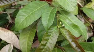 Image result for Excoecaria