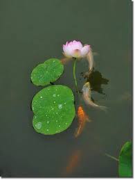 This Reminds Me Of My Wedding Day We Fed Carp And Turtles In The Japanese Garden Toowoomba After The Ceremony Ca Vang Thien Nhien Hoa Sen