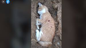 Aku tahu kucing disebut benda hidup karena. Sering Tidur Di Halaman Rumah Kucing Ini Mati Ditembak Tetangga