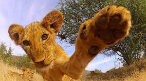 Maybe you would like to learn more about one of these? Gopro Lion Cub Roar Tv Commercial Youtube