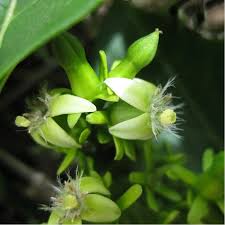 Image result for Vangueria esculenta