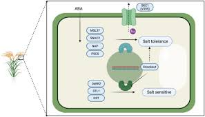 Image result for Cyperus breviradius