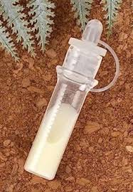 Image result for Haumaniastrum prealtum