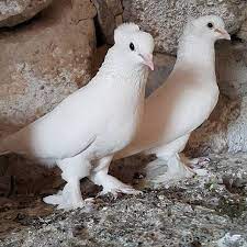 taklaci guvercin paylasimi pigeonturkey instagram photos and videos evcil hayvanlar hayvan fotografciligi hayvanlar