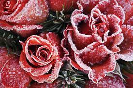 Découvrez l'hellébore peach with red center : Floral Christmas Tree Decorating Ideas Flower Christmas Tree Decorations