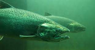 We did not find results for: Food Fit For A King Salmon The Fish Site