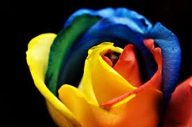 To choose a card payment for your. Rainbow Rose Wikipedia