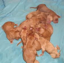 It is a mixed dog breed that is a cross between a miniature poodle and a golden retriever. Goldendoodle Pups For Sale In Fredericton New Brunswick Nice Pets In Canada