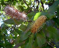 Image result for Faurea saligna