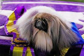 Check spelling or type a new query. Westminster Dog Show 2021 Results Pekingese Wasabi Wins Best In Show Daily Paws