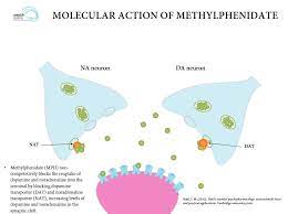 What Is The Mechansim Of Action Of Methylphenidate