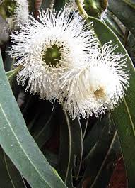 Blue Gum Eucalyptus Tree Seeds Etsy Australian Native Flowers Australian Flowers Australian Trees