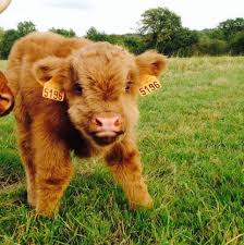 Cute baby highland cattle calves fluffy animals baby cows. Hugh Highlander Highland Cow A Little Moo Baby Baby Highland Coo Via Domaine