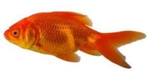 How big do fantail goldfish grow? Goldfish Faqs Frequently Asked Questions