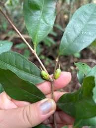 Image result for Cassipourea