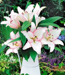 Riesen Lilie Millesimo Blumenzwiebeln Sommerbluher Bei Baldur Garten Lilien Blumenzwiebeln Lilie Garten