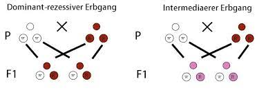 Die vererbung ist in der biologie die direkte übertragung der eigenschaften von lebewesen auf ihre nachkommen, soweit die informationen zur ausprägung dieser eigenschaften. Mendelsche Regeln Einfach Erklart 1 2 Und 3 Regel