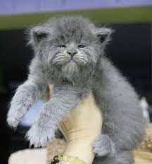 And i really do love spoiling our maine coon kittens, kings, and queens with the very finest foods. Adorable Maine Coon Kittens Look Like Grumpy Old Men