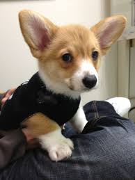 > community events for sale gigs housing jobs resumes services. Eleanor The Corgi Corgi Funny Corgi Dog Cute Animals