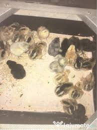 Pisoi negru mascul de aproximativ o luna si jumatate, jucaus si foarte. Oua De Incubat Gaina Araucana Ameraucana Oua Verzi Adroa Zoo