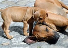 Rhodesian ridgeback welpen black und livernose. Kein Halten Mehr Bei Den Kleinen Ridgebacks