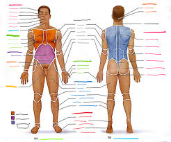 In this position, a person is standing upright with the lower limbs together or slightly apart, feet flat on the floor and facing forward, upper limbs at the sides with the palms facing forward and thumbs pointing away from the body, and head and eyes directed. A P 1 Lab Exercise 1 Anatomical Position And Regions 2 Diagram Quizlet