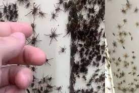 Regen veroorzaakt muizenplaag in australie. Na Muizenplaag Invasie Van Giftige Spinnen In Australie Wereld Knack