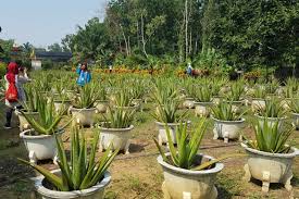59 sunggal dan buka saat pukul 09.00 wib hingga pukul 17.00 wib.cek di sini untuk tahu apa saja dan cara membuat maskernya dengan bahan alami! Kunjungan Smn Di Aloe Vera Center
