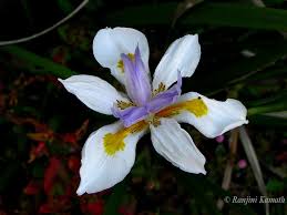 Image result for Dietes grandiflora