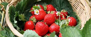 Erdbeeren werden am besten von ende juli bis mitte august gepflanzt. Erdbeeren Tipps Zur Beetanlage Native Plants Gartenblog