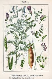 Image result for Vicia