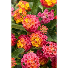 The blossoms living in the eastern and southern part of asia usually bloom under the temperate weather during spring and early summer. Reviews For Proven Winners Luscious Berry Blend Lantana Live Plant Pink Orange And Yellow Flowers 4 25 In Grande 4 Pack Lanprw2047524 The Home Depot