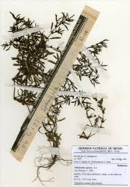 Image result for Oldenlandia capensis