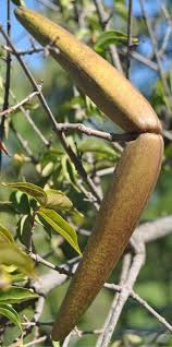 Image result for Strophanthus eminii
