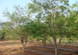 However the leader is removed, tied down, or cut to horizontally ott systems are planted 4 to 4.5m x 0.5 to1 m with 2.000 to 5,000 trees/ha. Horticulture Fruits Amla