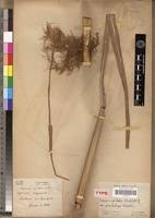 Image result for Vossia cuspidata