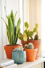 Tener plantas en la habitacion (dentro de un límite,por supuesto) no solo no produce toxinas sino que las elimina del aire. Plantas Negativas Que Deberias Evitar Dentro De Casa